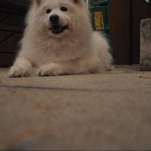 Meet your Posher, Dany